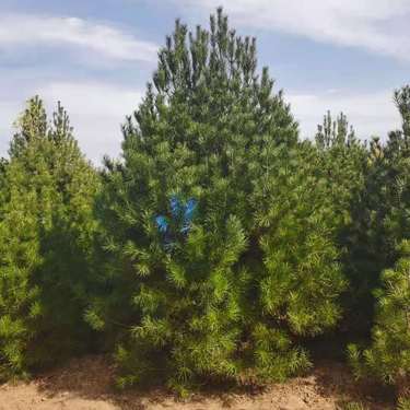 绛县森之泉苗木种植专业合作社 绿化产业的坚实力量