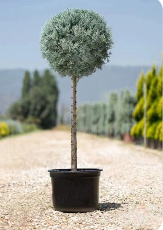 庭院种树指南 前后屋如何科学选择与种植树木