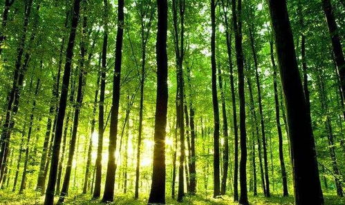 如果地球上的树木在一夜间消失