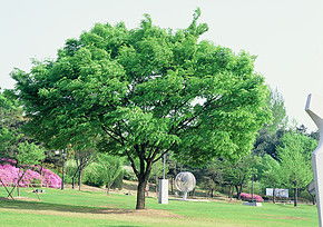 夏天的树木，自然的画卷