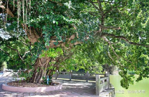 庭院里最值得种植的树木，你知道吗？
