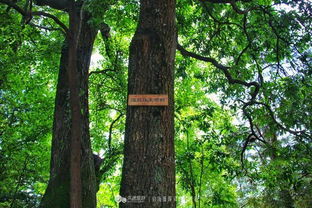 岜沙人的树木崇拜与树葬文化 与自然共生的生命哲学