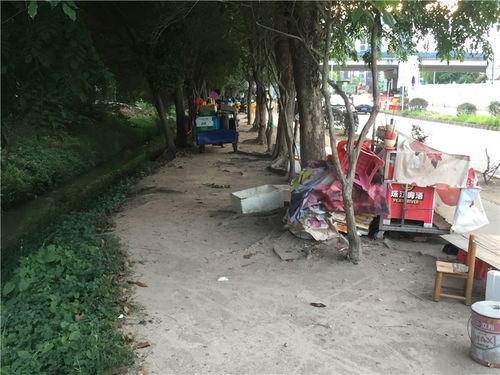 树木园门口商贩依旧 占道经营之外的隐忧与反思
