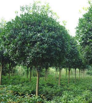 树木生长的奥秘 从种子到参天大树的生命之旅