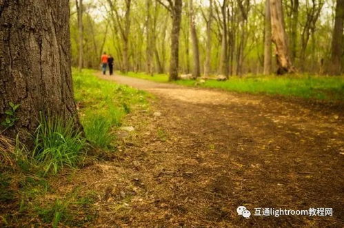 告别平庸视角，六招解锁森林树木摄影的非凡美感