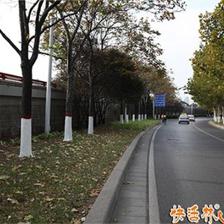 冬季行道树涂白 成本解析与效益考量