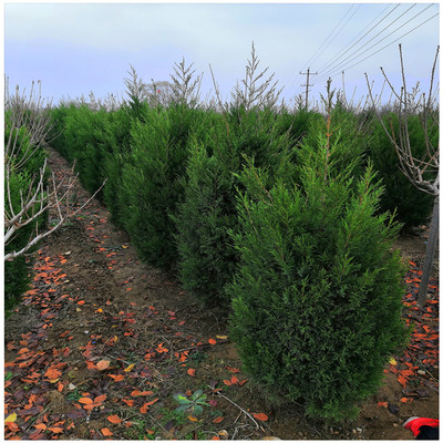 蜀桧种植指南 从苗木选购到繁育管理