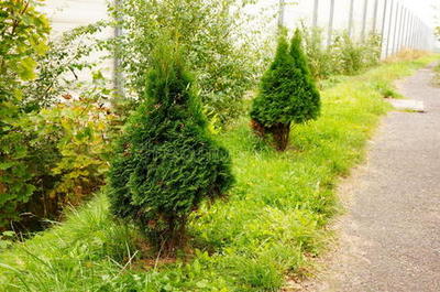 红豆杉 珍稀植物的美丽与价值