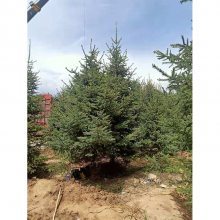 定西渭源绿森苗木 甘肃云杉的源头工厂与圣诞树木优选