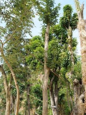 南方林木致富指南 优选树种与种植策略