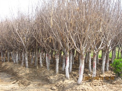 沭阳樱花供应基地 品质与价格的完美结合