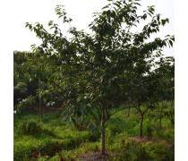 观赏树木热卖促销，为生活增添一抹绿意