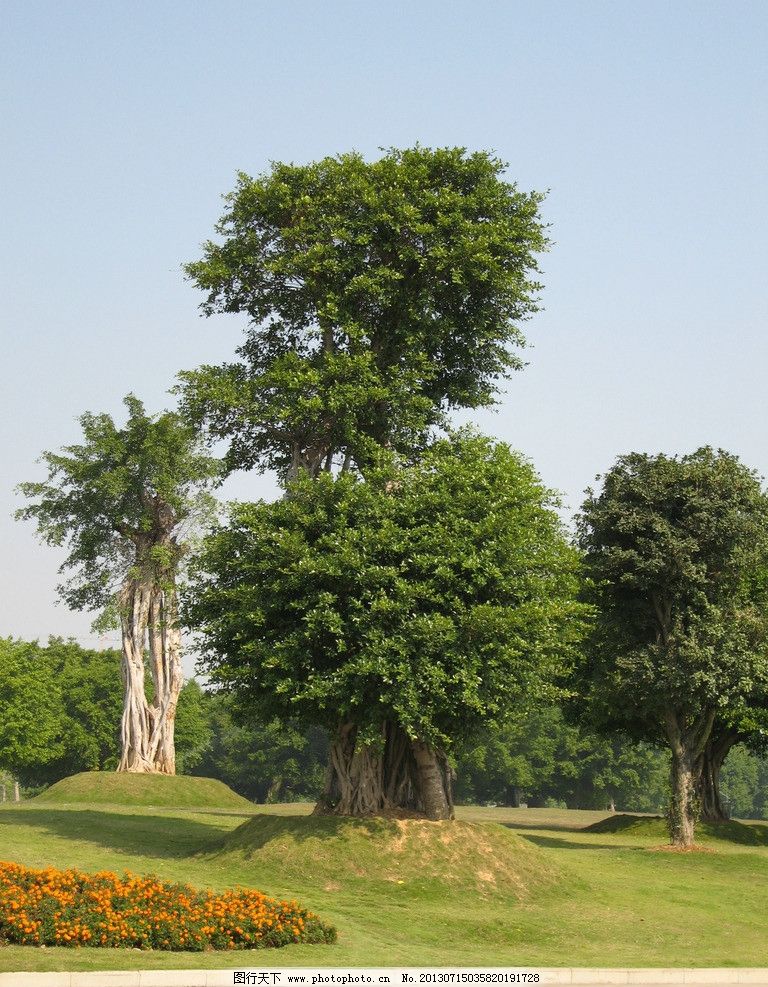 森林的守护者——树木的独特魅力