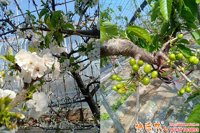 果树防冻剂的使用方法与效果分析