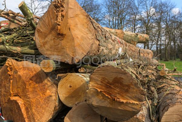 树干的生命印记