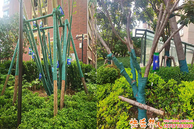 城市绿化营养液选择指南 哪种更适合您的树木？